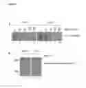 Fig. 08 - Compositions and methods for characterizing a myopathy