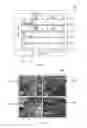 Fig. 08 - Metal nanoparticle decorated carbon nanotubes and methods of preparation and use