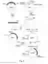 Fig. 03 - Method of co-expressing galactosyltransferase and a glycoprotein in a transgenic plant cell and sialylating the glycoprotein for production of glycoprotein having human-type sugar chain