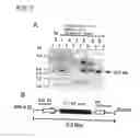 Fig. 04 - Method of co-expressing galactosyltransferase and a glycoprotein in a transgenic plant cell and sialylating the glycoprotein for production of glycoprotein having human-type sugar chain