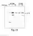 Fig. 24 - Method of co-expressing galactosyltransferase and a glycoprotein in a transgenic plant cell and sialylating the glycoprotein for production of glycoprotein having human-type sugar chain