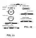 Fig. 02 - Plasmids and phages for homologous recombination and methods of use