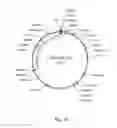 Fig. 16 - NPP1 fusion proteins