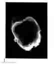 Fig. 08 - Derivation of embryonic stem cells