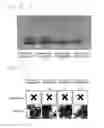 Fig. 06 - Method for preparing size-controlled gold nanoparticles and colorimetric detection method of strong acid using the same