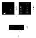 Fig. 12 - Assay cartridges and methods of using the same