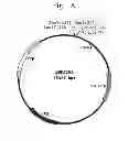Fig. 02 - Modified bacterial pathogens and methods for effectuating rapid response to contamination by known or unknown bacterial pathogens