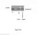 Fig. 02 - AGENTS FOR TREATING DISORDERS INVOLVING MODULATION OF RYANODINE RECEPTORS