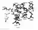 Fig. 07 - IMMUNOSUPPRESSIVE COMPOUNDS
