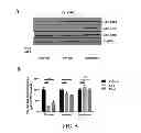 Fig. 06 - METHODS AND COMPOSITIONS COMPRISING AKT INHIBITORS AND/OR PHOSPHOLIPASE D INHIBITORS