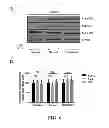 Fig. 07 - METHODS AND COMPOSITIONS COMPRISING AKT INHIBITORS AND/OR PHOSPHOLIPASE D INHIBITORS