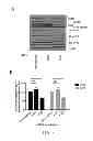 Fig. 08 - METHODS AND COMPOSITIONS COMPRISING AKT INHIBITORS AND/OR PHOSPHOLIPASE D INHIBITORS