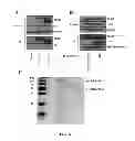 Fig. 09 - METHODS AND COMPOSITIONS COMPRISING AKT INHIBITORS AND/OR PHOSPHOLIPASE D INHIBITORS