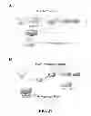 Fig. 28 - METHODS AND COMPOSITIONS COMPRISING AKT INHIBITORS AND/OR PHOSPHOLIPASE D INHIBITORS