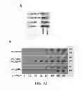 Fig. 33 - METHODS AND COMPOSITIONS COMPRISING AKT INHIBITORS AND/OR PHOSPHOLIPASE D INHIBITORS