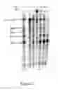 Fig. 03 - MODULATION OF RNA BY REPEAT TARGETING