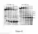 Fig. 06 - MODULATION OF RNA BY REPEAT TARGETING