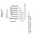 Fig. 52 - Growth differentiation factor 15 (GDF-15) polypeptides