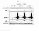 Fig. 04 - Spiro-oxindole MDM2 antagonists
