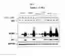Fig. 05 - Spiro-oxindole MDM2 antagonists