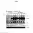 Fig. 42 - Spiro-oxindole MDM2 antagonists