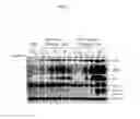 Fig. 46 - Spiro-oxindole MDM2 antagonists