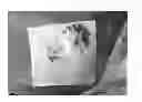 Fig. 01 - Hemostatic sponge