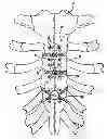 Fig. 01 - Locking mechanism to secure ends of an implantable band