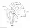 Fig. 01 - Variable angle reverse humeral tray