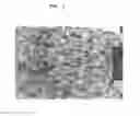 Fig. 02 - Polypropylene-Based Resin Expanded Beads, Method for Preparing Same, and Polypropylene-Based Resin Expanded Beads Molded Article