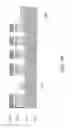 Fig. 07 - MULTIPATTERNING VIA SHRINK METHOD USING ALD SPACER