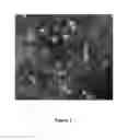 Fig. 02 - Nanoparticles comprising a vegetable hydrophobic protein and a water miscible non-volatile organic solvent and uses thereof