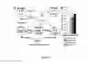 Fig. 02 - Compositions And Methods For Treating Steatohepatitis, Liver Fibrosis, and Hepatocellular Carcinoma (HCC)
