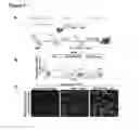 Fig. 25 - Compositions And Methods For Treating Steatohepatitis, Liver Fibrosis, and Hepatocellular Carcinoma (HCC)