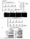 Fig. 26 - Compositions And Methods For Treating Steatohepatitis, Liver Fibrosis, and Hepatocellular Carcinoma (HCC)