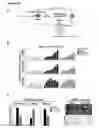 Fig. 28 - Compositions And Methods For Treating Steatohepatitis, Liver Fibrosis, and Hepatocellular Carcinoma (HCC)