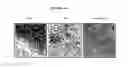 Fig. 12 - NOVEL FORMS OF PLANT DEFENSINS