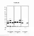 Fig. 13 - NOVEL FORMS OF PLANT DEFENSINS