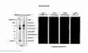 Fig. 20 - NOVEL FORMS OF PLANT DEFENSINS
