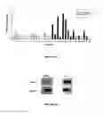 Fig. 02 - SCREENING FOR ANTI-CANCER COMPOUNDS USING NETRIN-1 ACTIVITY