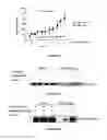 Fig. 13 - SCREENING FOR ANTI-CANCER COMPOUNDS USING NETRIN-1 ACTIVITY