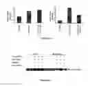 Fig. 17 - SCREENING FOR ANTI-CANCER COMPOUNDS USING NETRIN-1 ACTIVITY