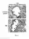 Fig. 13 - Fc Coupled Compositions and Methods of Their Use
