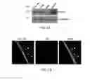 Fig. 15 - Fc Coupled Compositions and Methods of Their Use