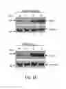 Fig. 18 - Fc Coupled Compositions and Methods of Their Use