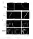Fig. 19 - Fc Coupled Compositions and Methods of Their Use
