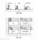 Fig. 03 - Angiogenic and Immunologic Applications of Anti-CD160 Specific Compounds Obtainable From mAb CL1-R2