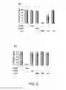 Fig. 07 - Angiogenic and Immunologic Applications of Anti-CD160 Specific Compounds Obtainable From mAb CL1-R2
