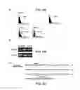 Fig. 08 - Angiogenic and Immunologic Applications of Anti-CD160 Specific Compounds Obtainable From mAb CL1-R2