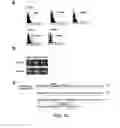 Fig. 17 - Angiogenic and Immunologic Applications of Anti-CD160 Specific Compounds Obtainable From mAb CL1-R2